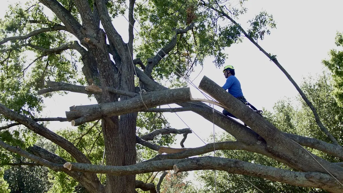 Professional Crown Thinning performed by certified arborists in Strawberry Plains